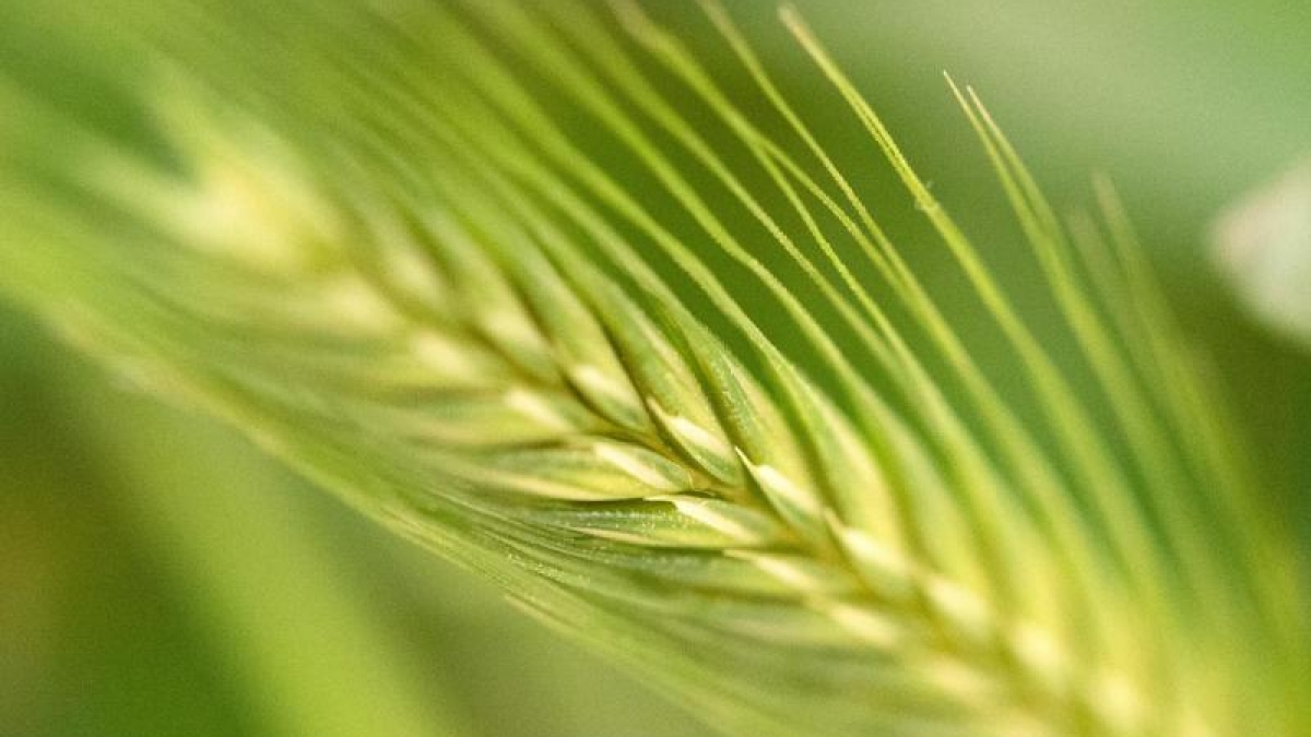 Bei Z&ouml;liakie f&uuml;hrt der Verzehr von in Getreide enthaltenem Gluten zu Entz&uuml;ndungen im D&uuml;nndarm. (Foto)