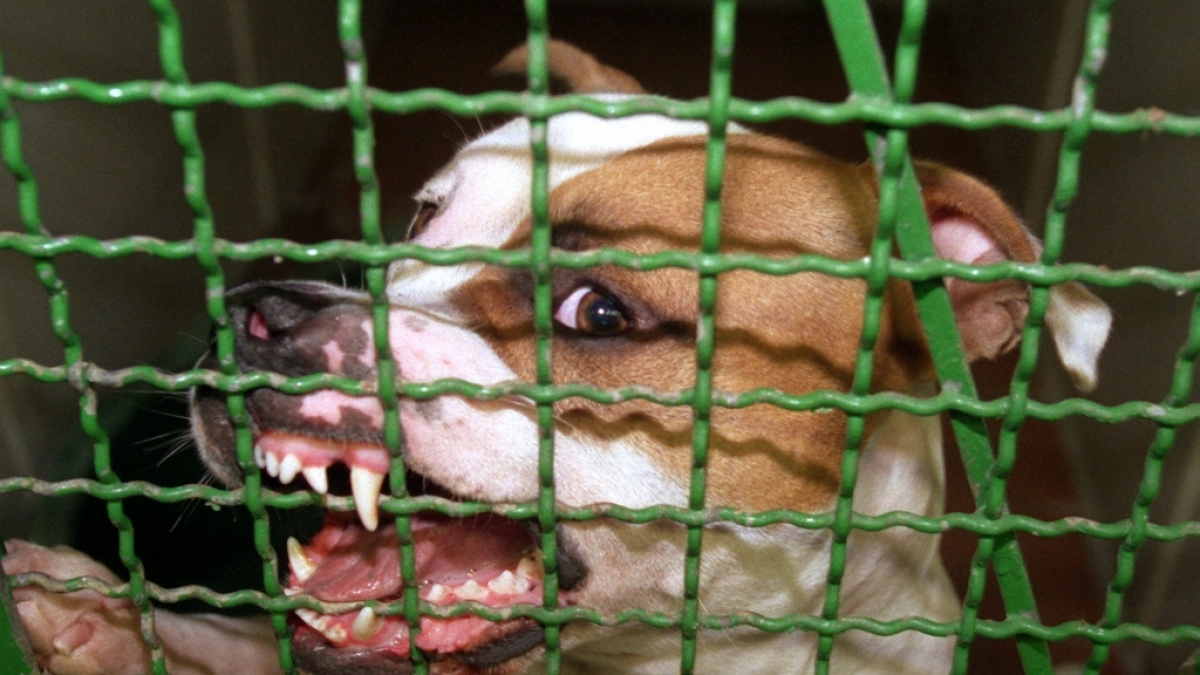 Eine junge Frau aus dem US-Bundesstaat Texas wurde von ihren beiden Pitbulls angegriffen und t&ouml;dlich verletzt (Symbolbild). (Foto)