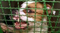 Eine junge Frau aus dem US-Bundesstaat Texas wurde von ihren beiden Pitbulls angegriffen und tödlich verletzt (Symbolbild).