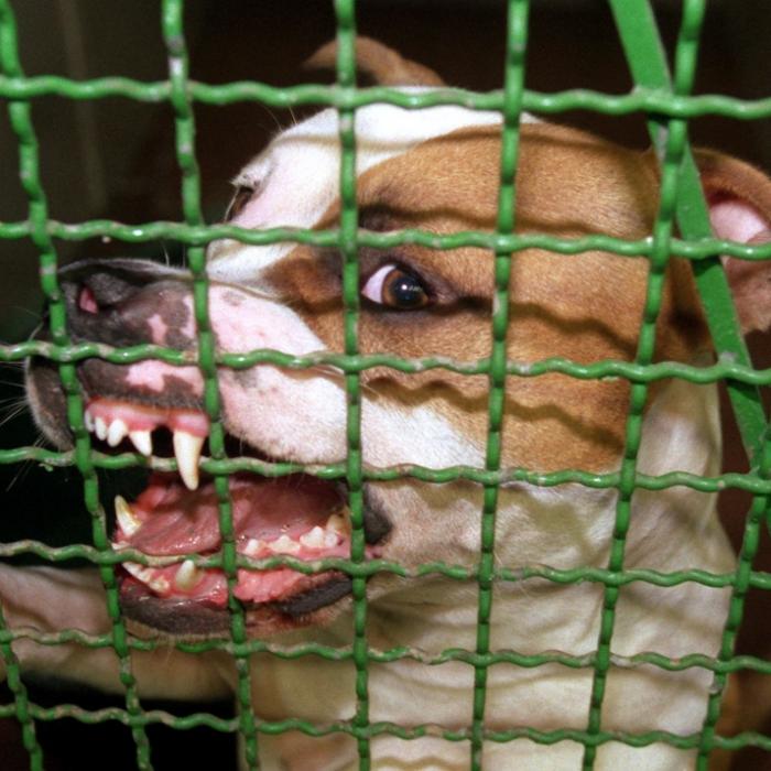 Mitten im Spiel! Frau (33) von zwei Pitbulls zerfleischt