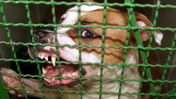 Eine junge Frau aus dem US-Bundesstaat Texas wurde von ihren beiden Pitbulls angegriffen und tödlich verletzt (Symbolbild).