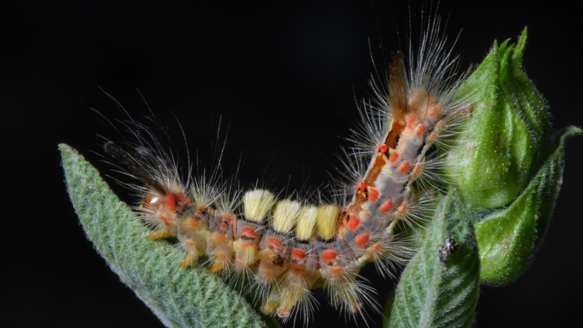 Eine Invasion der Schwammspinner-Raupe besch&auml;ftigt gerade die th&uuml;ringer Gemeinde Gera-Liebschwitz. (Symbolbild) (Foto)