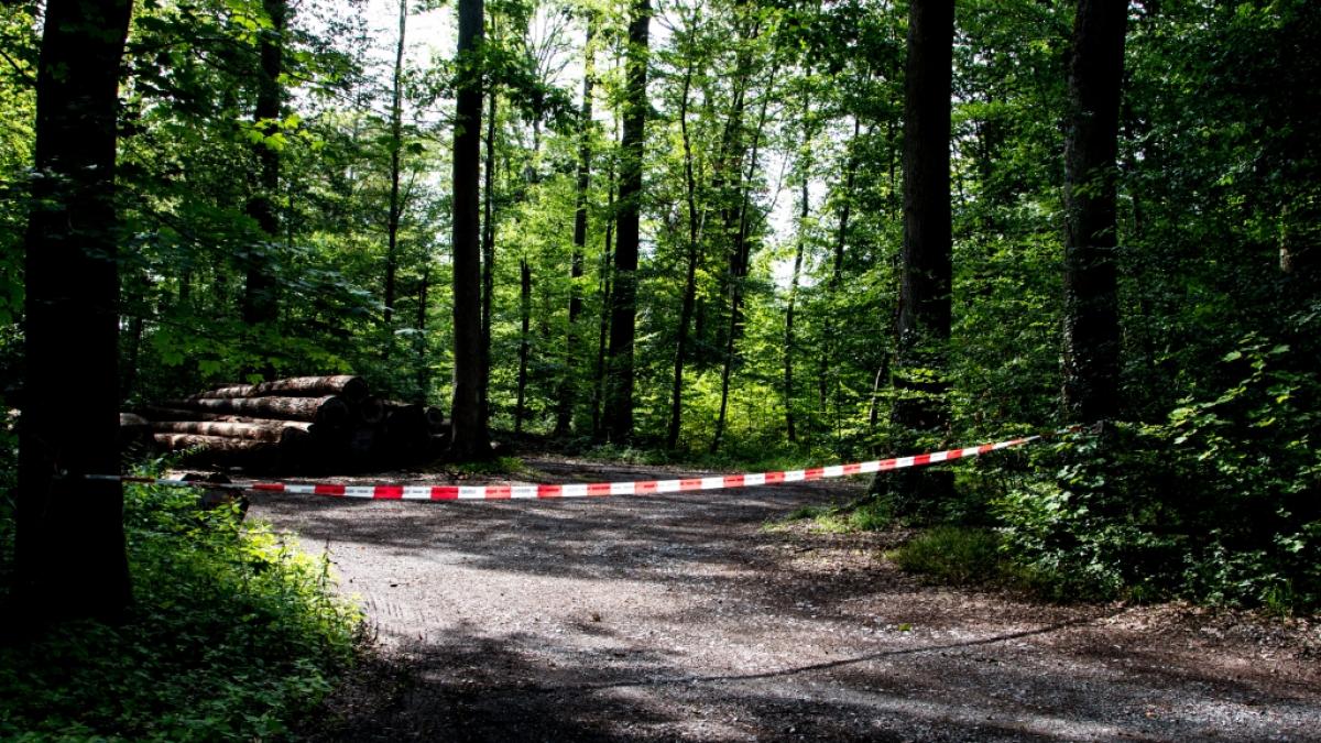 Die 13-J&auml;hrige wurde von ihren Freunden in den Wald gelockt. (Foto)