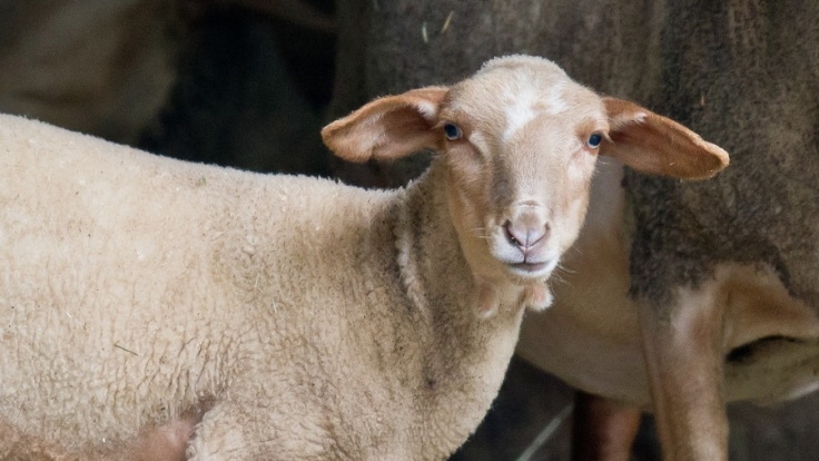 Ein Mann aus Kenia wurde dabei ertappt, wie er sich an mehreren Schafen verging. Eines der Tiere starb an den Folgen der Tierschändung (Symbolbild).