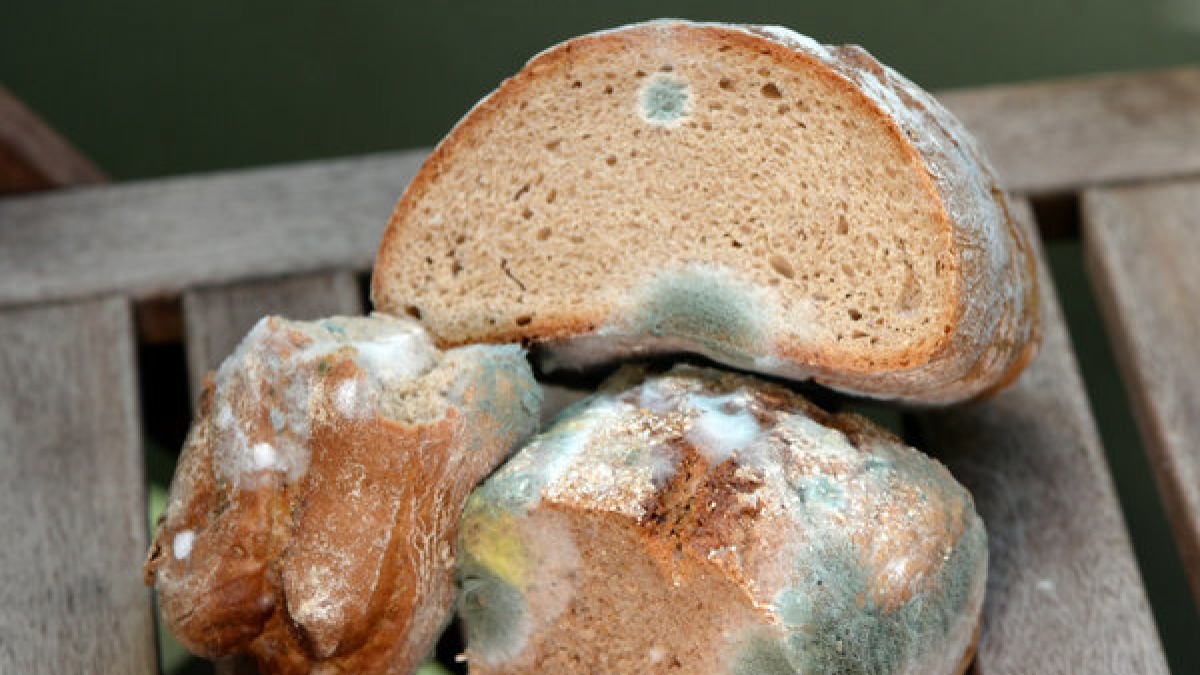 Ist verschimmeltes Brot noch genie&szlig;bar oder nicht? (Foto)