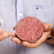 In-vitro-Fleisch wächst in der Petrischale aus tierischen Muskelzellen.