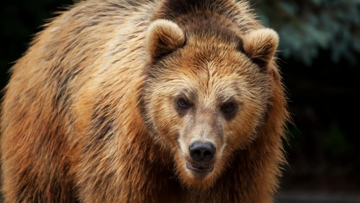 Im US-Bundesstaat Wisconsin griff ein B&auml;renweibchen ein Ehepaar an. (Foto)
