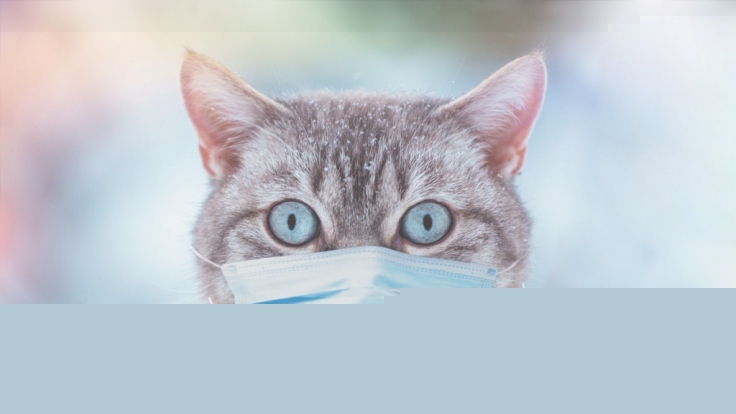 In Belgien wurde erstmals eine Katze positiv auf das Coroavirus getestet.