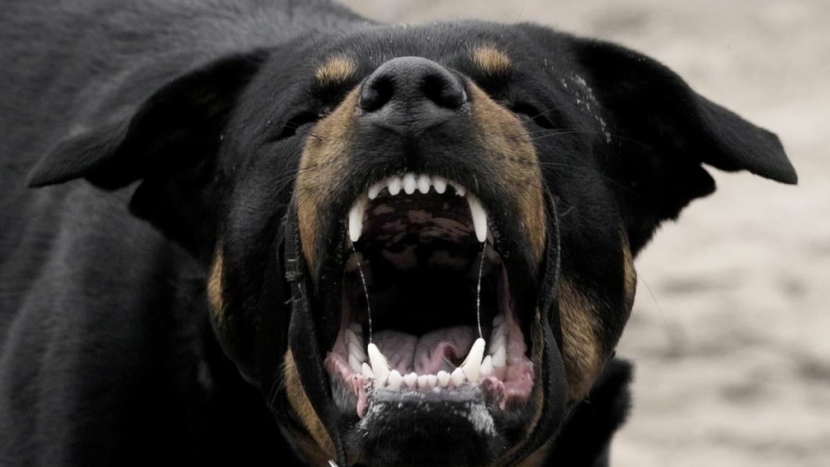 Ein siebenj&auml;hriges M&auml;dchen wurde vom Rottweiler ihrer Gro&szlig;eltern t&ouml;dlich verletzt. (Symbolfoto) (Foto)