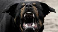 Ein siebenjähriges Mädchen wurde vom Rottweiler ihrer Großeltern tödlich verletzt. (Symbolfoto)