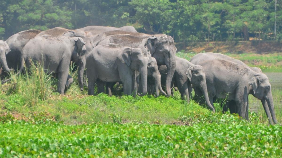 Ein Elefant hat in Indien einen Touristen get&ouml;tet. (Foto)