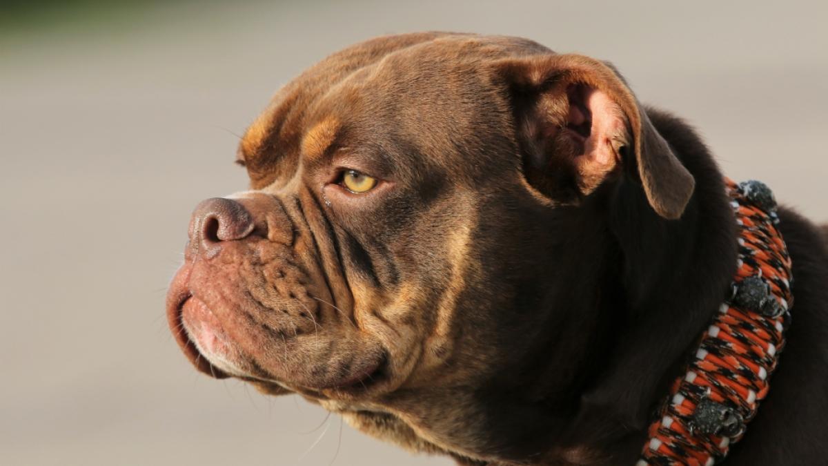 In England wurde eine Seniorin (65) von einer Bulldogge get&ouml;tet. (Symbolfoto) (Foto)