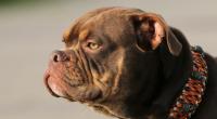 In England wurde eine Seniorin (65) von einer Bulldogge getötet. (Symbolfoto)