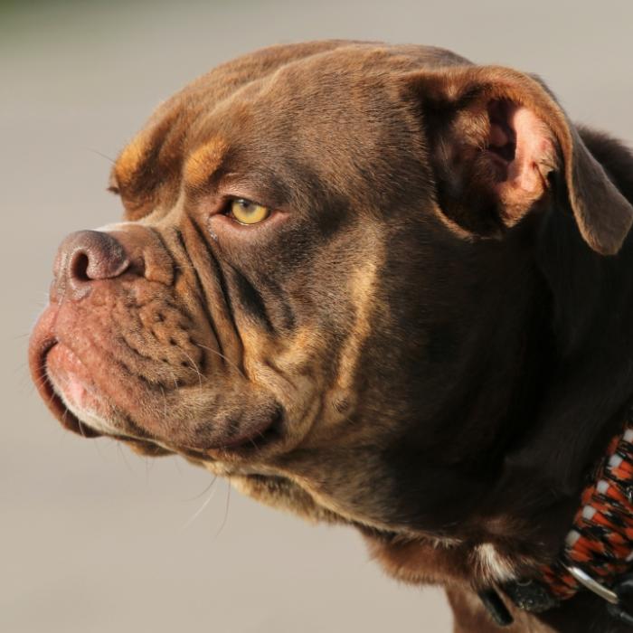 Frau (65) von Hund ihres Sohnes zerfleischt! Todesumstände geklärt