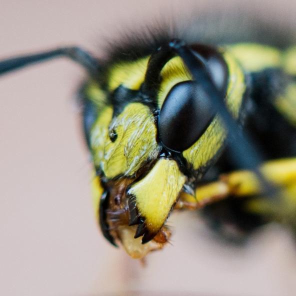 10.000 Euro Bußgeld! DIESE Insekten zu töten, ist strafbar