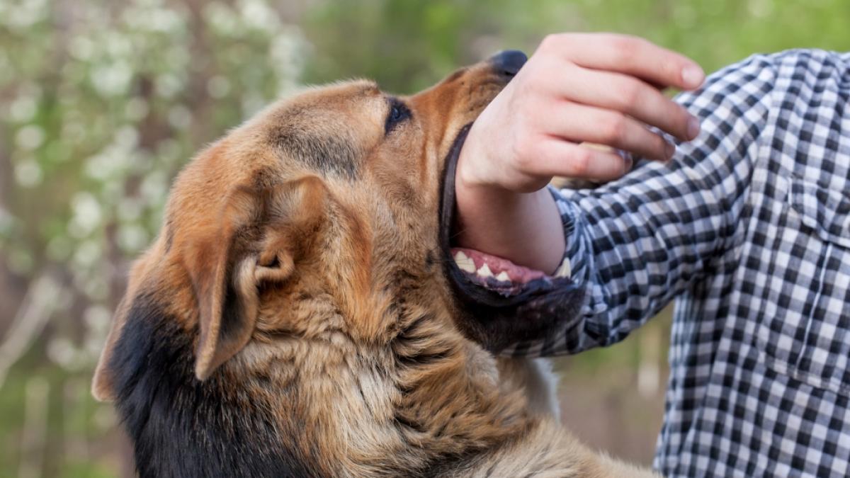 Weil sein Hund ein kleines Kind aus heiterem Himmel anfiel, musste sich ein Mann aus Staffordshire nun vor Gericht verantworten (Symbolbild). (Foto)