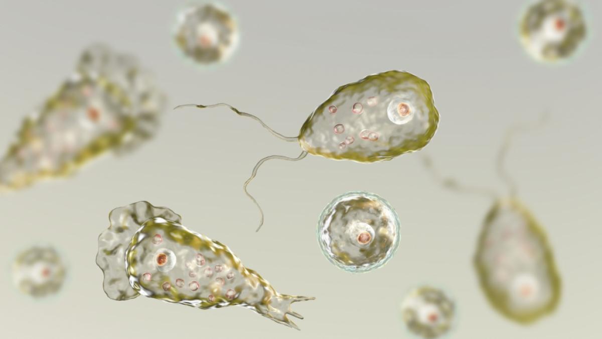 Am&ouml;ben wie das als Naegleria fowleri bekannte Bakterium sind aufgrund des weltweiten Klimawandels auf dem Vormarsch. (Foto)