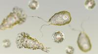 Amöben wie das als Naegleria fowleri bekannte Bakterium sind aufgrund des weltweiten Klimawandels auf dem Vormarsch.