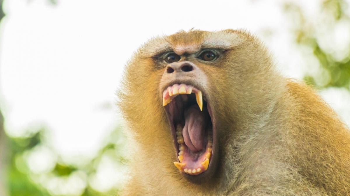 In China wurde ein M&auml;dchen von einem wilden Affen entf&uuml;hrt. (Foto)
