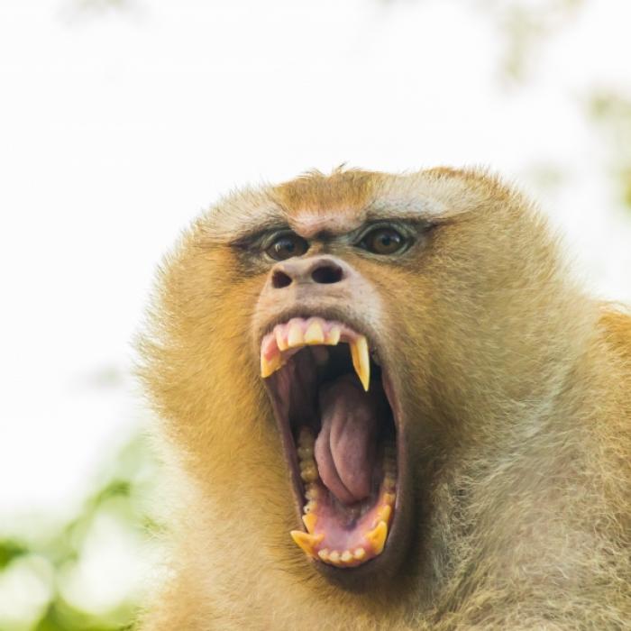 Affe entführt Mädchen (3) und setzt es auf Klippe aus