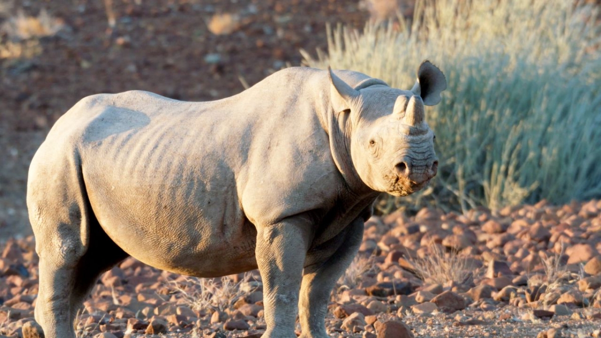 Mission Wildnis bei Arte (Foto)