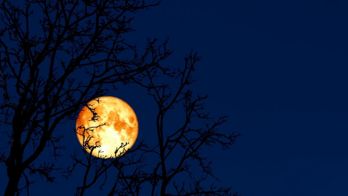 Im Oktober 2024 leuchtet der gr&ouml;&szlig;te Vollmond des ganzen Jahres am Himmel. (Foto)