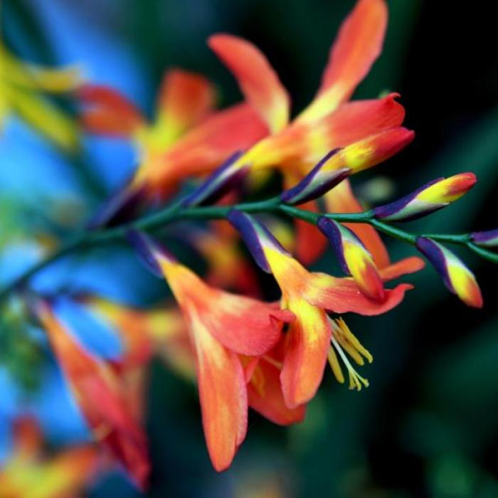 Achtung! DIESE Blumenzwiebeln müssen noch warten