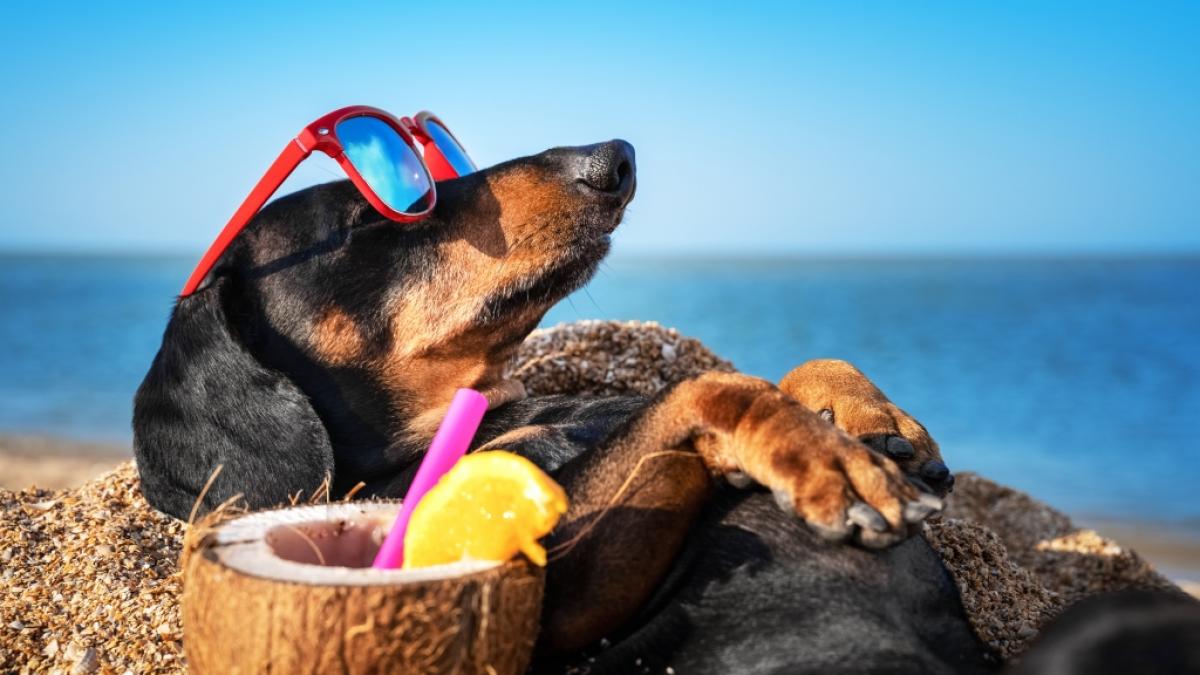 L&auml;uten die Hundstage die hei&szlig;este Zeit des Jahres ein? (Foto)