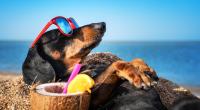 Läuten die Hundstage die heißeste Zeit des Jahres ein?