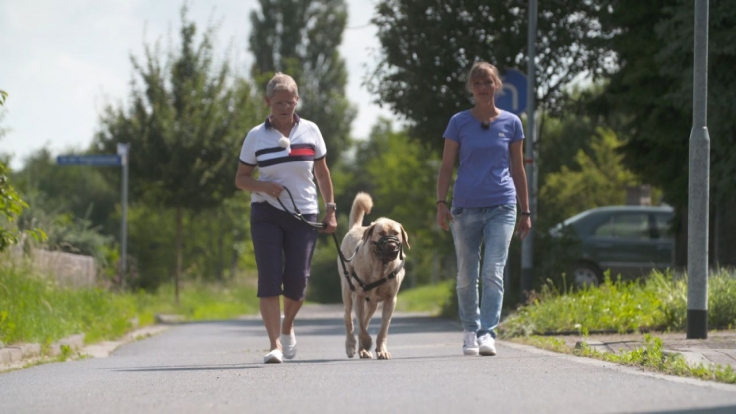 Der Hundeprofi - Rütters Team bei VOX