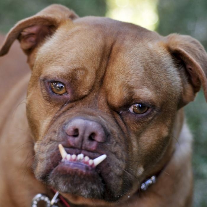 Ein Arm war komplett abgebissen! Hunde zerfleischen ihr Frauchen
