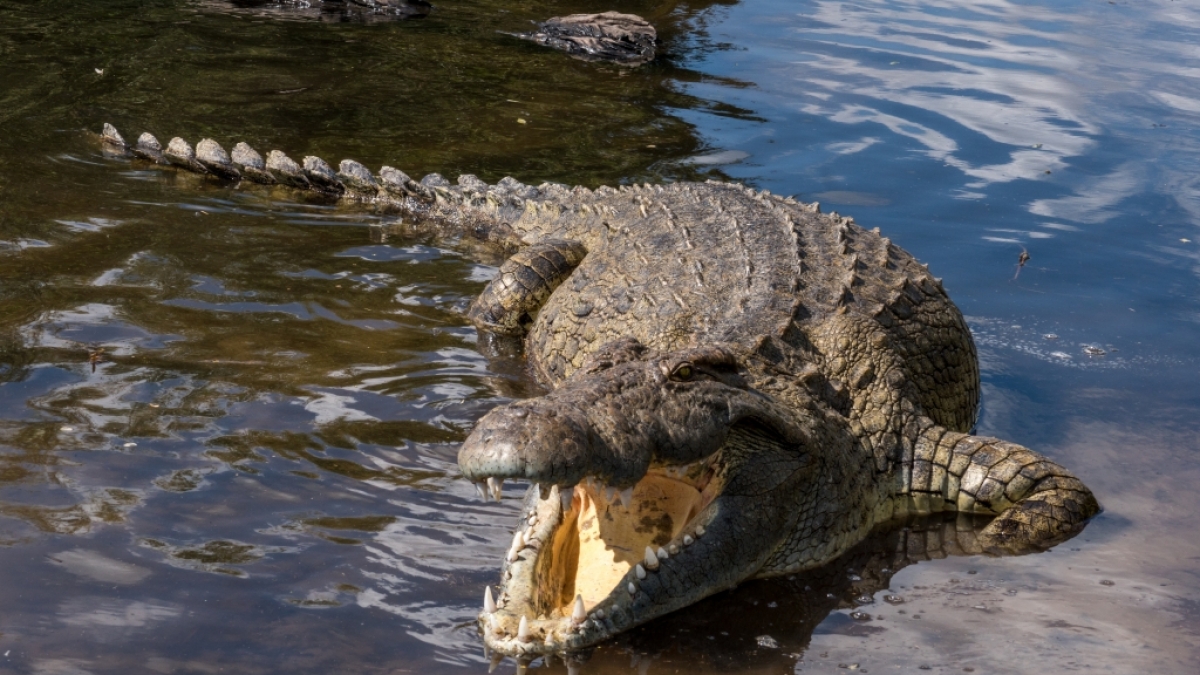 Eine 28-J&auml;hrige wurde von einem Krokodil regelrecht zerfleischt. (Foto)