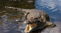 Eine 28-Jährige wurde von einem Krokodil regelrecht zerfleischt.