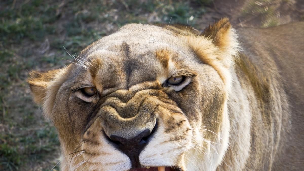 Eine L&ouml;win hat in einem russischen Zirkus ihren Trainer attackiert. (Foto)