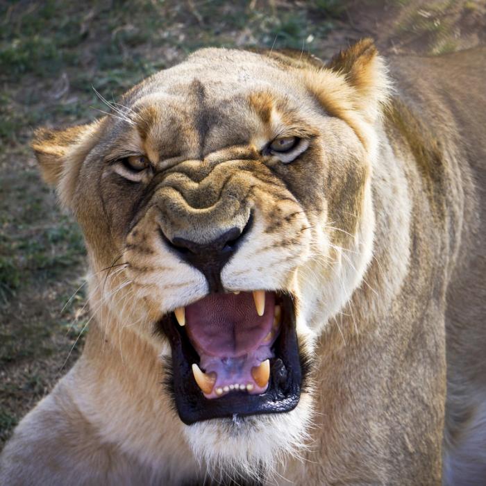 Tierdompteur von Löwin im Zirkus zerfleischt