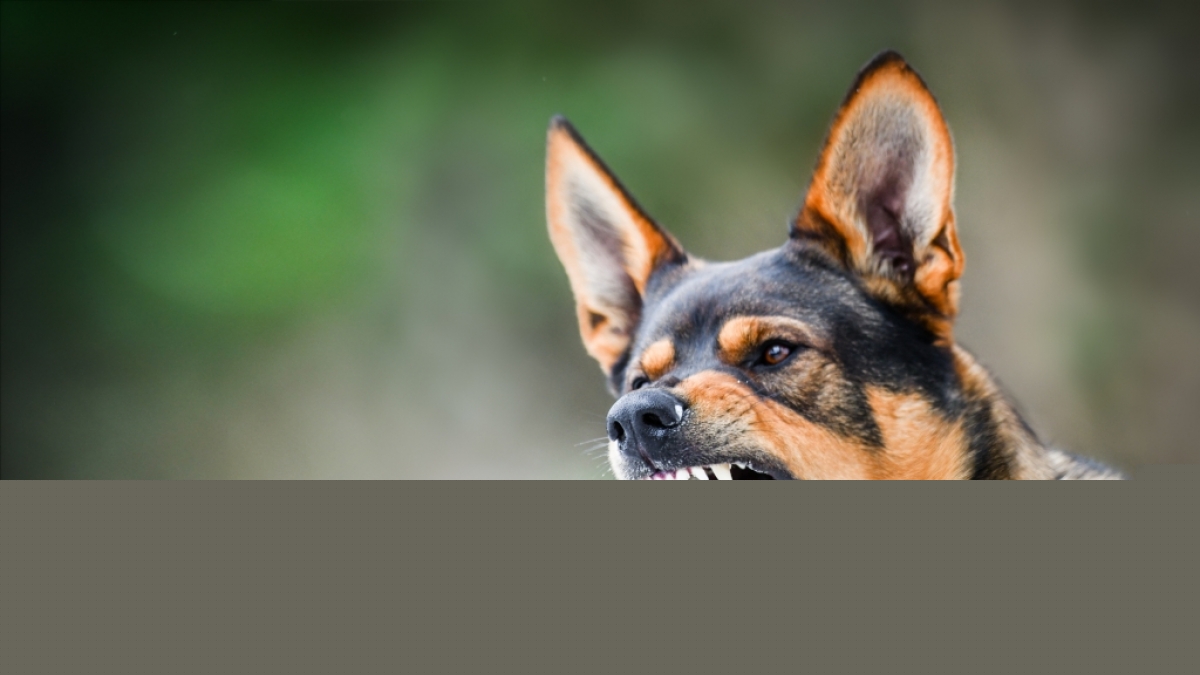Ein Hunde-Rudel hat eine 23-J&auml;hrige zerfleischt. (Foto)