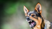 Ein Hunde-Rudel hat eine 23-Jährige zerfleischt.