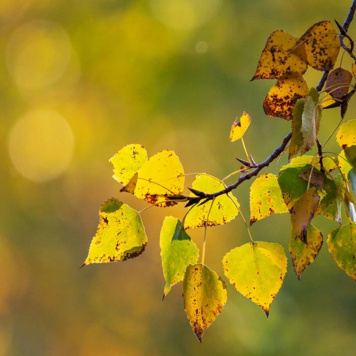 Altweibersommer-Klatsche! Versinkt Deutschland im Kälte-Herbst?
