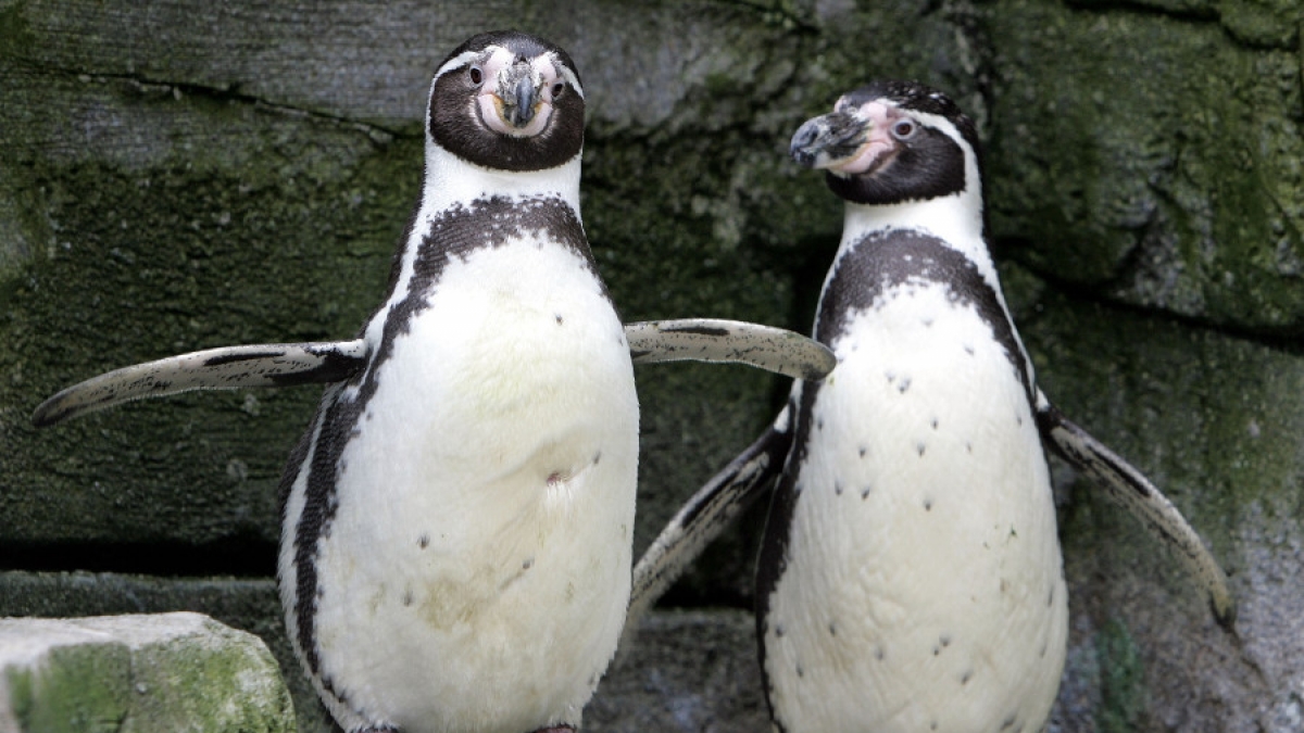 Im Zoo in Bremerhaven haben sich diese beiden männlichen Pinguine lieben gelernt - dank Mangel an weiblichen Artgenossen. Ein Versuch, die vom Aussterben bedrohten Pinguine zur Paarung zu bewegen, lief leider schief. (Foto)