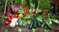 Bei Gartengemüse ist Vorsicht geboten.