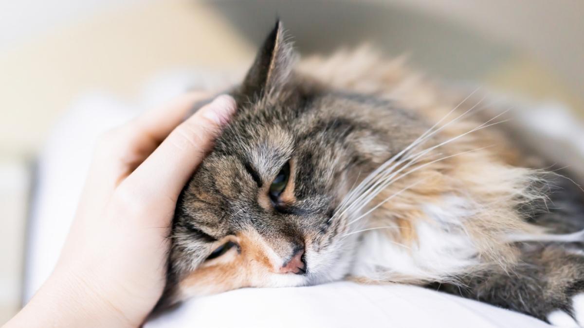 In Polen herrscht eine Katzen-Epidemie. (Foto)