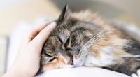 In Polen herrscht eine Katzen-Epidemie.