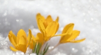 Am Wochenende hält nochmal der Winter Einzug in Deutschland.