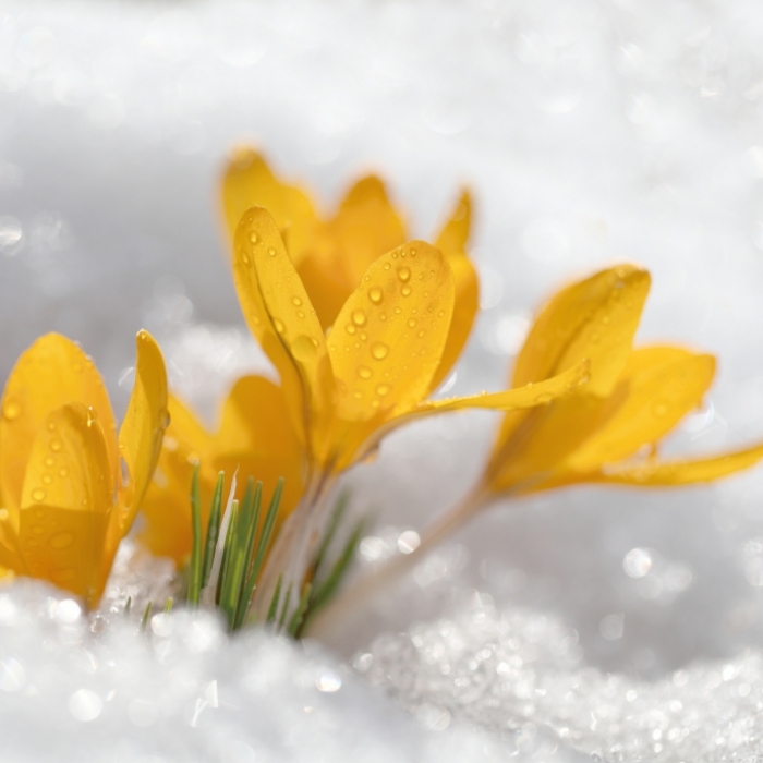 Kaltfront kracht den Frühling weg! Hier gibt's nochmal Schnee