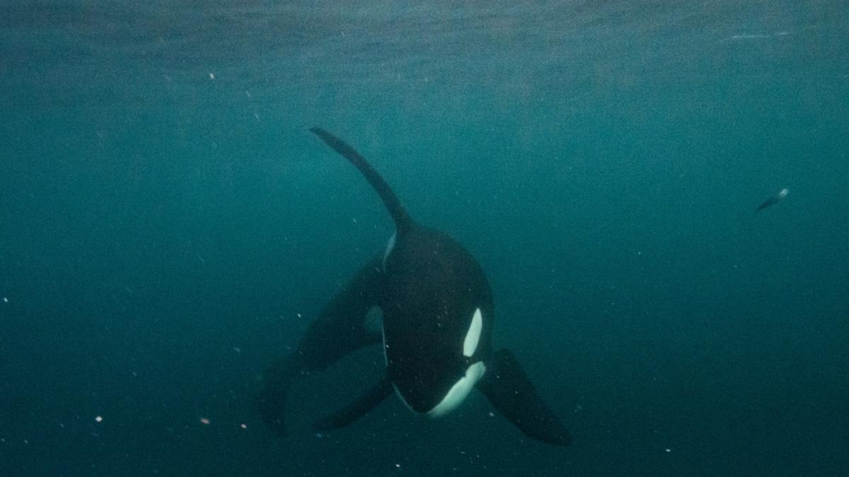 Das Video zeigt, wie das Orca-Rudel den Hai zerfleischt. (Foto)