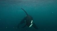 Das Video zeigt, wie das Orca-Rudel den Hai zerfleischt.