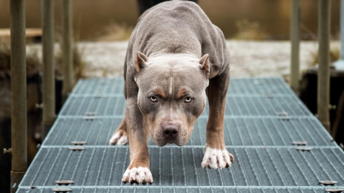 Ein Pitbull hat einen 6-J&auml;hrigen zerfleischt. (Foto)