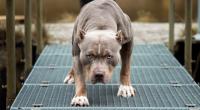 Ein Pitbull hat einen 6-Jährigen zerfleischt.