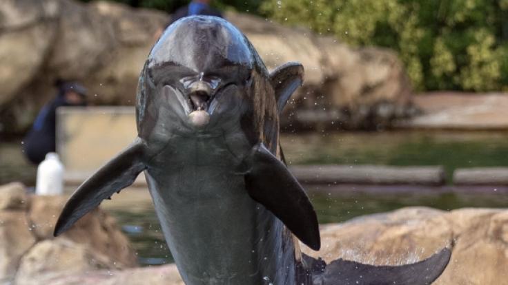 Die japanische Jagdsaison läuft - Delfin in der Dose statt Thunfisch