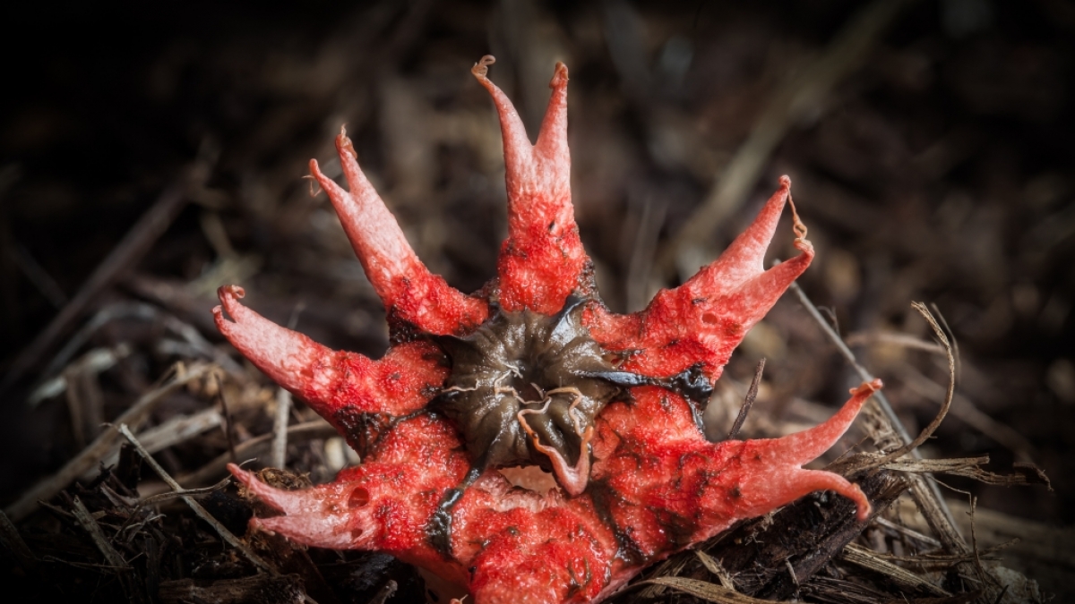 Eine solche Kreatur fand ein Wanderer in Australien bei einem Spaziergang durch die Wildnis. Das vermeintliche Tentakel-Alien konnte als Gew&auml;chs namens Aseroe rubra identifiziert werden. (Foto)